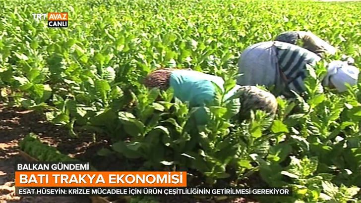 Batı Trakya Ekonomisinde Tütünün Önemi